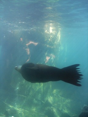  Taken at the Auckland Zoo. One of the seals being graceful underwater